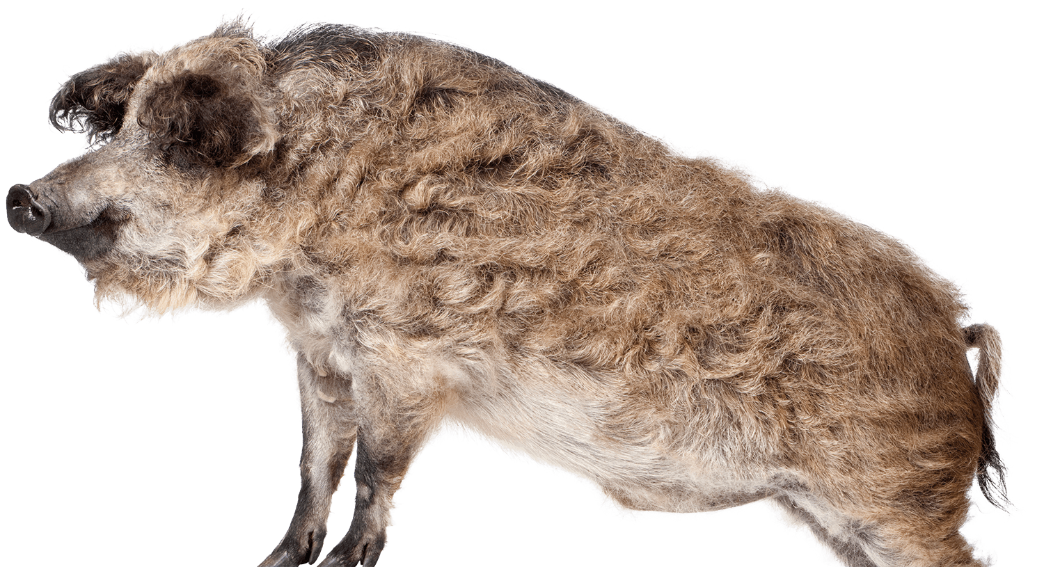 Mangalica Pig